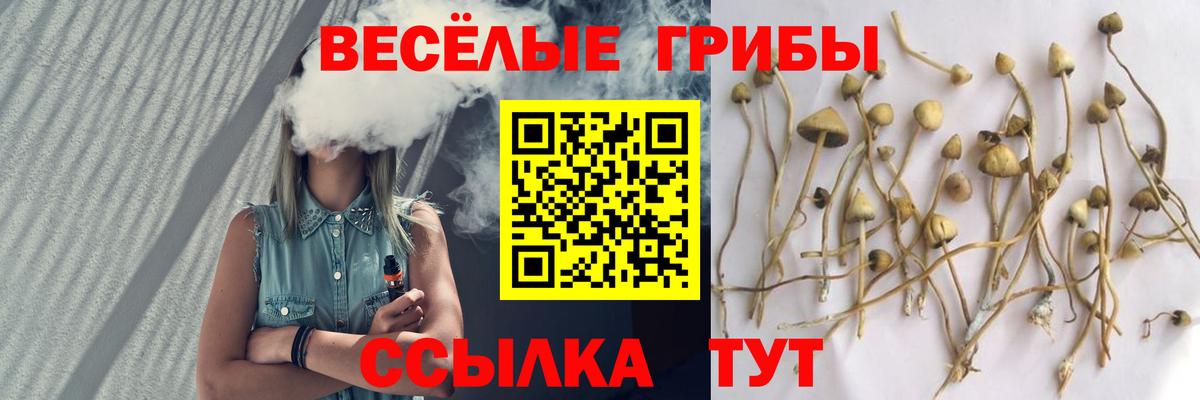Псилоцибиновые грибы Psilocybe  Вход с VPN  где найти   Михайловск 